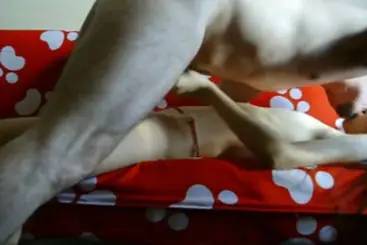 Cewek Manis Asyik Pakai Mainan Live Langsung Crot